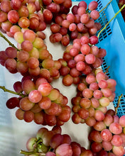 画像をギャラリービューアに読み込む, 800g以上の超大房・プレミアム『サンシャインレッド』【山梨県オリジナル品種】 芳醇な香りの新世代シャインマスカットの赤系の柱と最注目品種【数量限定】