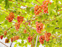 画像をギャラリービューアに読み込む, 800g以上の超大房・プレミアム『サンシャインレッド』【山梨県オリジナル品種】 芳醇な香りの新世代シャインマスカットの赤系の柱と最注目品種【数量限定】