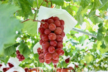 画像をギャラリービューアに読み込む, 800g以上の超大房・プレミアム『サンシャインレッド』【山梨県オリジナル品種】 芳醇な香りの新世代シャインマスカットの赤系の柱と最注目品種【数量限定】