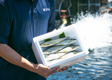 画像をギャラリービューアに読み込む, <10/16お届け迄>希少な子持ちも選べる「紀伊和歌山・鮎」天然を超える味わいを厳選産直【期間限定】