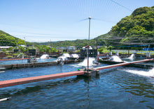 画像をギャラリービューアに読み込む, <10/16お届け迄>希少な子持ちも選べる「紀伊和歌山・鮎」天然を超える味わいを厳選産直【期間限定】