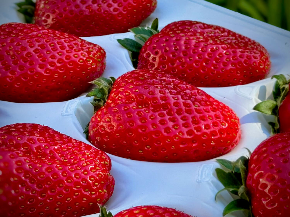 寒熟 超レアいちご『レッド山崎』 低温長期栽培と『寒熟』で作られる最