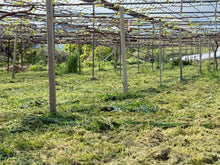 画像をギャラリービューアに読み込む, ハート形の赤いシャイン『マイハート』味も見た目も最高の希少なブドウ【入手困難】