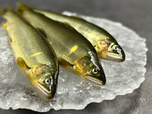 画像をギャラリービューアに読み込む, <10/16お届け迄>希少な子持ちも選べる「紀伊和歌山・鮎」天然を超える味わいを厳選産直【期間限定】