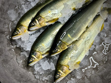 画像をギャラリービューアに読み込む, <10/16お届け迄>希少な子持ちも選べる「紀伊和歌山・鮎」天然を超える味わいを厳選産直【期間限定】