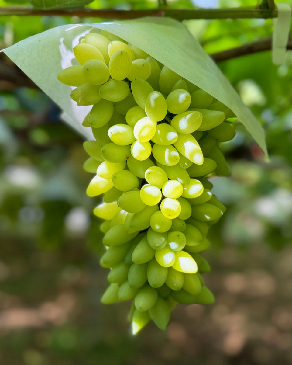 ピッテロビアンコ 激レア！『ピッテロビアンコ』手が止まらないほど美味しいブドウ