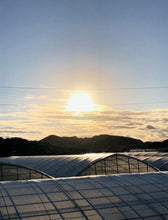 画像をギャラリービューアに読み込む, 流通量2%!幻の「プレミアムキーツマンゴー」味わい、サイズともアップルマンゴー超えと通が唸る逸品【超希少品種】