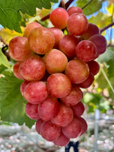 画像をギャラリービューアに読み込む, 800g以上の超大房・プレミアム『サンシャインレッド』【山梨県オリジナル品種】 芳醇な香りの新世代シャインマスカットの赤系の柱と最注目品種【数量限定】