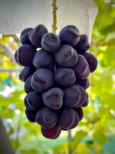 画像をギャラリービューアに読み込む, ブラックシャインマスカット『富士の輝』超希少品種!高い糖度と超大粒の果肉を持つ入手困難なブドウ