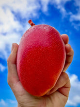 画像をギャラリービューアに読み込む, 目利きのプロから選ばれる「沖縄県産・アップルマンゴー」大玉500g超の厳選品を特別な桐箱で直送【数量限定】