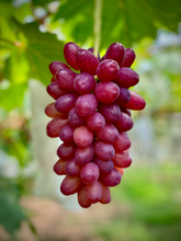 画像をギャラリービューアに読み込む, 世界一甘いブドウ『クイーンセブン』糖度25%以上・入手可能なブドウの中で最も甘い希少品種
