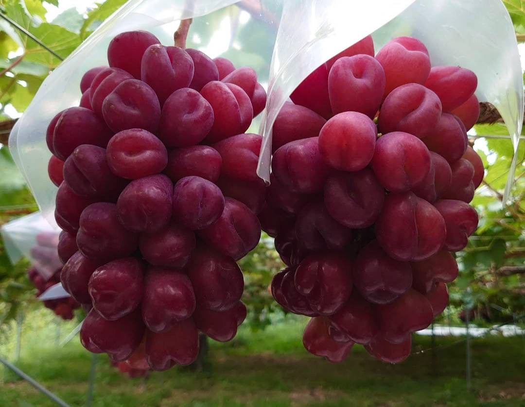 ハート形の赤いシャイン『マイハート』味も見た目も最高の希少なブドウ