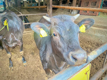 画像をギャラリービューアに読み込む, 幻の黒毛和牛『葉山牛』・年間わずか200頭しか出荷されない超希少な黒毛和牛のすき焼き肉を生産者から直送