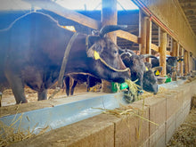 画像をギャラリービューアに読み込む, <11/30締め切り>幻の黒毛和牛『葉山牛』【年末お届け】年間わずか200頭しか出荷されない超希少な黒毛和牛のすき焼き肉を生産者から直送