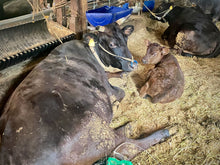 画像をギャラリービューアに読み込む, <11/30締め切り>幻の黒毛和牛『葉山牛』【年末お届け】年間わずか200頭しか出荷されない超希少な黒毛和牛のすき焼き肉を生産者から直送