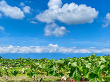 画像をギャラリービューアに読み込む, 完熟の証『黄色いシャインマスカット』&  希少『クイーンルージュ』 長野の匠がつくる激旨ブドウ