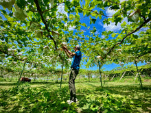 画像をギャラリービューアに読み込む, 完熟の証『黄色いシャインマスカット』&  希少『クイーンルージュ』 長野の匠がつくる激旨ブドウ