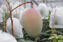 画像をギャラリービューアに読み込む, 流通量2%!幻の「プレミアムキーツマンゴー」味わい、サイズともアップルマンゴー超えと通が唸る逸品【超希少品種】