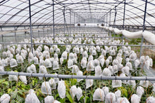 画像をギャラリービューアに読み込む, 流通量2%!幻の「プレミアムキーツマンゴー」味わい、サイズともアップルマンゴー超えと通が唸る逸品【超希少品種】