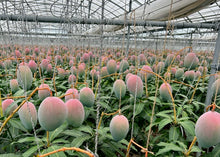 画像をギャラリービューアに読み込む, 流通量2%!幻の「プレミアムキーツマンゴー」味わい、サイズともアップルマンゴー超えと通が唸る逸品【超希少品種】