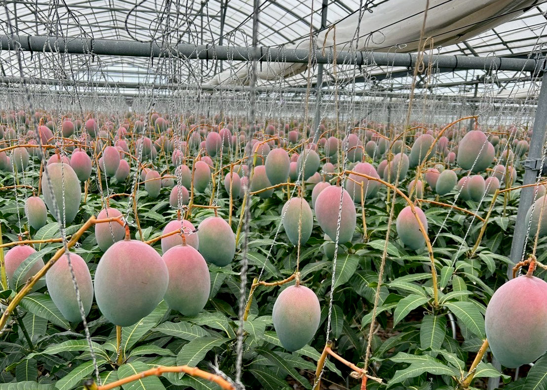 流通量2%！幻の「プレミアムキーツマンゴー」味わい、サイズとも