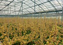 画像をギャラリービューアに読み込む, 流通量2%!幻の「プレミアムキーツマンゴー」味わい、サイズともアップルマンゴー超えと通が唸る逸品【超希少品種】