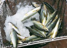 画像をギャラリービューアに読み込む, <10/16お届け迄>希少な子持ちも選べる「紀伊和歌山・鮎」天然を超える味わいを厳選産直【期間限定】