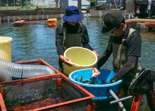 画像をギャラリービューアに読み込む, <10/16お届け迄>希少な子持ちも選べる「紀伊和歌山・鮎」天然を超える味わいを厳選産直【期間限定】