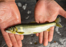画像をギャラリービューアに読み込む, <10/16お届け迄>希少な子持ちも選べる「紀伊和歌山・鮎」天然を超える味わいを厳選産直【期間限定】