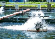 画像をギャラリービューアに読み込む, <10/16お届け迄>希少な子持ちも選べる「紀伊和歌山・鮎」天然を超える味わいを厳選産直【期間限定】