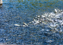 画像をギャラリービューアに読み込む, <10/16お届け迄>希少な子持ちも選べる「紀伊和歌山・鮎」天然を超える味わいを厳選産直【期間限定】