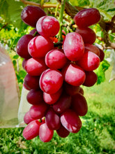 画像をギャラリービューアに読み込む, 完熟の証『黄色いシャインマスカット』&  希少『クイーンルージュ』 長野の匠がつくる激旨ブドウ