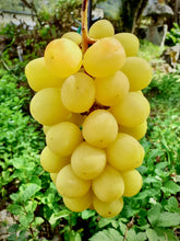 画像をギャラリービューアに読み込む, 完熟の証『黄色いシャインマスカット』&  希少『クイーンルージュ』 長野の匠がつくる激旨ブドウ