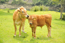 画像をギャラリービューアに読み込む, 幻の和牛「土佐あかうし」内モモブロック “赤身和牛の最高峰” 500g