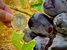 画像をギャラリービューアに読み込む, ブラックシャインマスカット『富士の輝』超希少品種!高い糖度と超大粒の果肉を持つ入手困難なブドウ