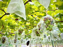 画像をギャラリービューアに読み込む, ブラックシャインマスカット『富士の輝』超希少品種!高い糖度と超大粒の果肉を持つ入手困難なブドウ