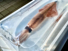 画像をギャラリービューアに読み込む, 活きたまま届く『伝説のイカ』漁師が一匹ずつ釣り上げた活ヤリイカ/ケンサキイカを日本海より直送