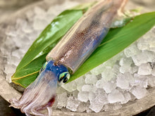 画像をギャラリービューアに読み込む, 活きたまま届く『伝説のイカ』漁師が一匹ずつ釣り上げた活ヤリイカ/ケンサキイカを日本海より直送