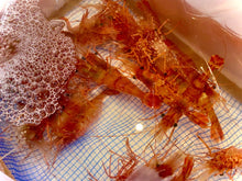 画像をギャラリービューアに読み込む, 跳ねる「活ボタンエビ(トヤマエビ)」北海道より海水とエアポンプで活きたまま発送(25〜30尾)