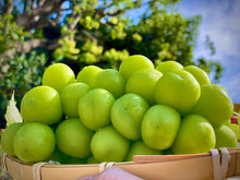 画像をギャラリービューアに読み込む, 樹上完熟『ゴールデン シャインマスカット』最高に甘い逸品をお得な2kg詰め合わせで