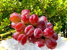 画像をギャラリービューアに読み込む, 紅いシャインマスカット『バイオレットキング』500円玉を超える大粒・高糖度の希少品種