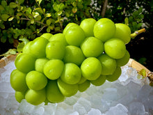 画像をギャラリービューアに読み込む, 樹上完熟『ゴールデン シャインマスカット』最高に甘い逸品をお得な2kg詰め合わせで