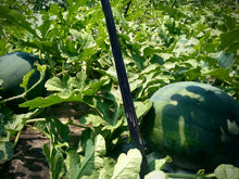 画像をギャラリービューアに読み込む, 超大玉 & 高糖度! 黒玉スイカ『北海道・深味スイカ』有機JAS認定の超大玉スイカを産直でお届け