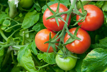 画像をギャラリービューアに読み込む, 全国トマト選手権・第4回最高金賞の味わい「光樹とまと プレミアム」糖度検査と食味で厳選された特級品