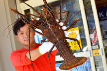 画像をギャラリービューアに読み込む, <12/22締め切り>天然活き伊勢海老【年末お届け】生きたまま届く 一尾1kgの特大サイズ