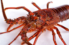 画像をギャラリービューアに読み込む, <12/22締め切り>天然活き伊勢海老【年末お届け】生きたまま届く 一尾1kgの特大サイズ