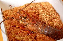 画像をギャラリービューアに読み込む, 天然活き伊勢海老・生きたまま届く1kgの特大サイズ