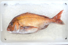 画像をギャラリービューアに読み込む, <12/22締め切り>天然真鯛 特大1.2kg【年末お届け】世界有数の漁場で一本釣りにこだわった最高の一尾