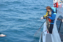 画像をギャラリービューアに読み込む, <12/22締め切り>天然真鯛 特大1.2kg【年末お届け】世界有数の漁場で一本釣りにこだわった最高の一尾