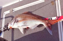 画像をギャラリービューアに読み込む, <12/22締め切り>天然真鯛 特大1.2kg【年末お届け】世界有数の漁場で一本釣りにこだわった最高の一尾
